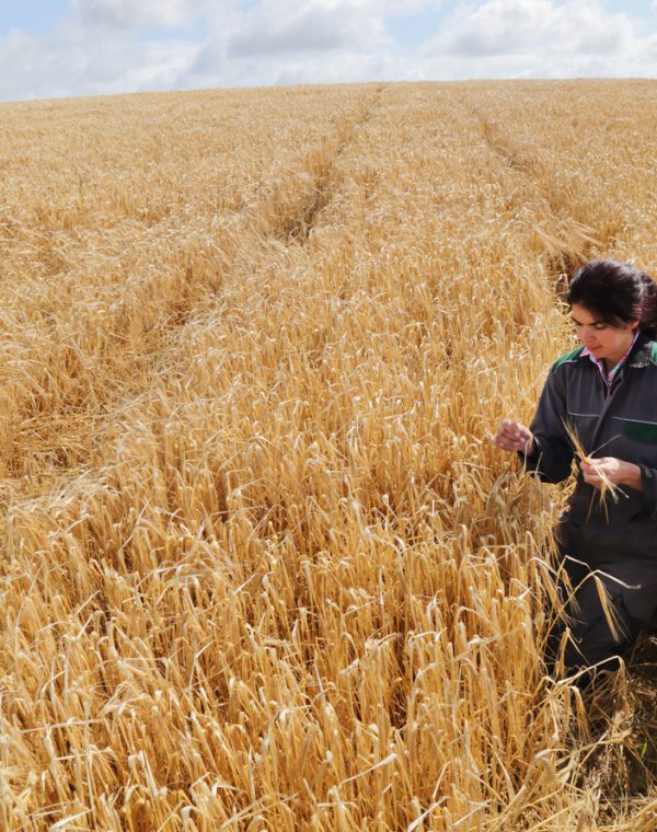 woman farmer in a field of wheat.