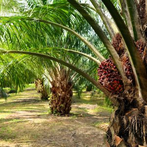 palm-oil-image