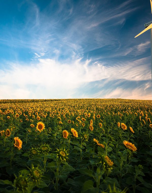 sunflowers-1853323_1280